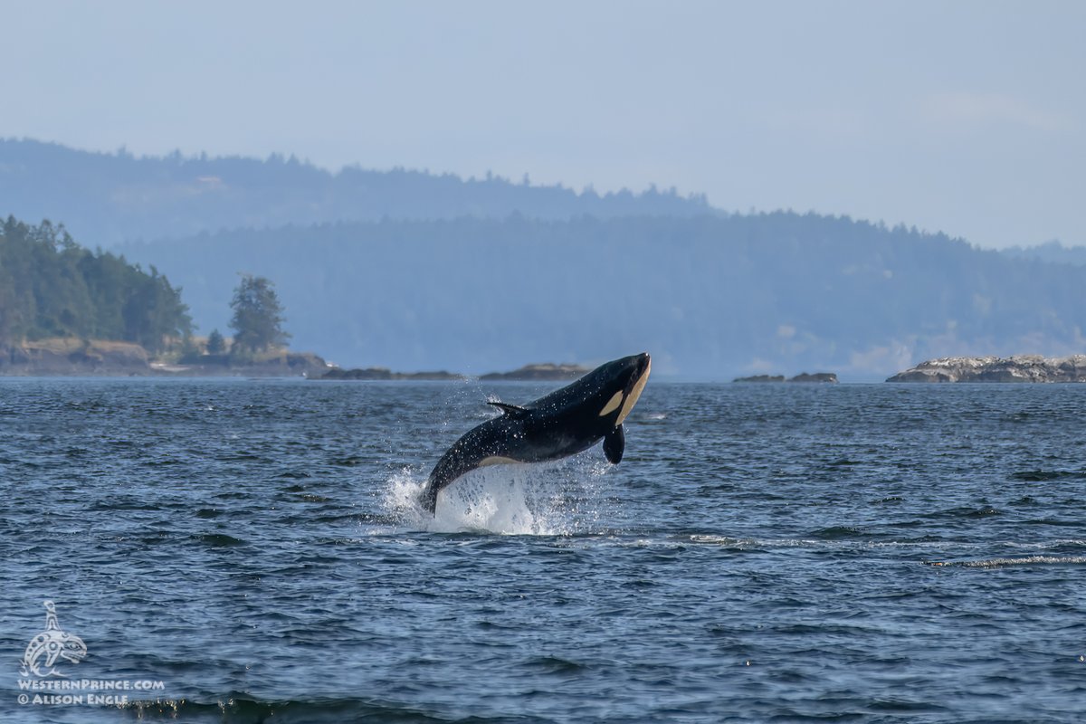ThePWWA's tweet photo. We love this series of young Bigg's killer whale T46B1D "Tashi" breaching up a storm. Looks like so much fun! 

📷: Alison Engle, @orcawhalewatch https://t.co/F25d3jtnYF