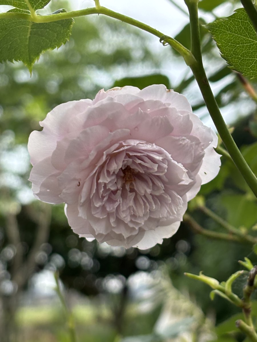 fifth5G's tweet photo. 🌿　今日は1日 雨の予報

　〜 ピーチドリフト  ラピスラズリ  紫陽花 https://t.co/rJIb8agNo2