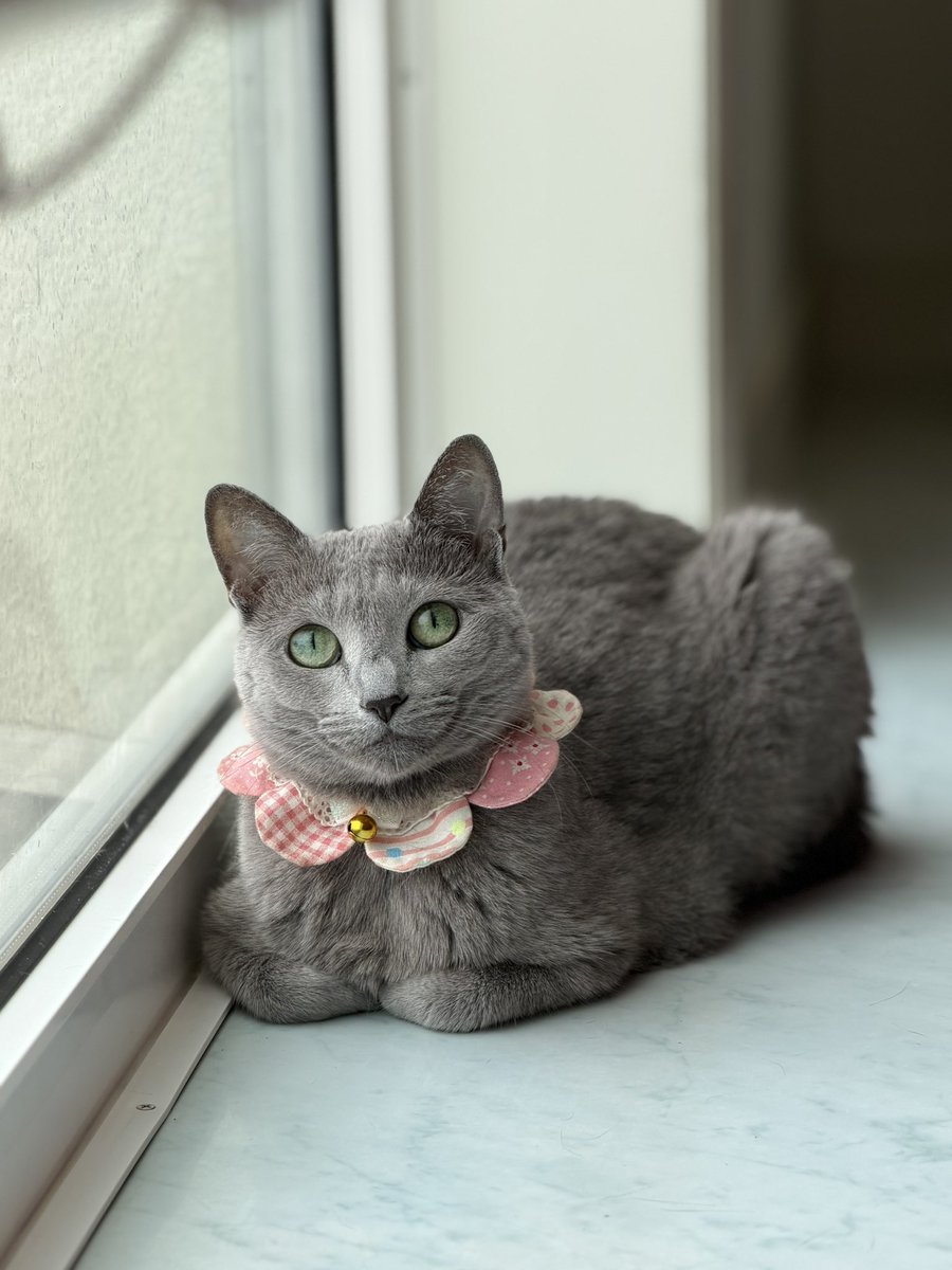 LisaLisa200601's tweet photo. おはニャン😺😽

#ねこ
#ロシアンブルー
#リサリサとリリー
#ねこのきもち https://t.co/1jVaygAnFz