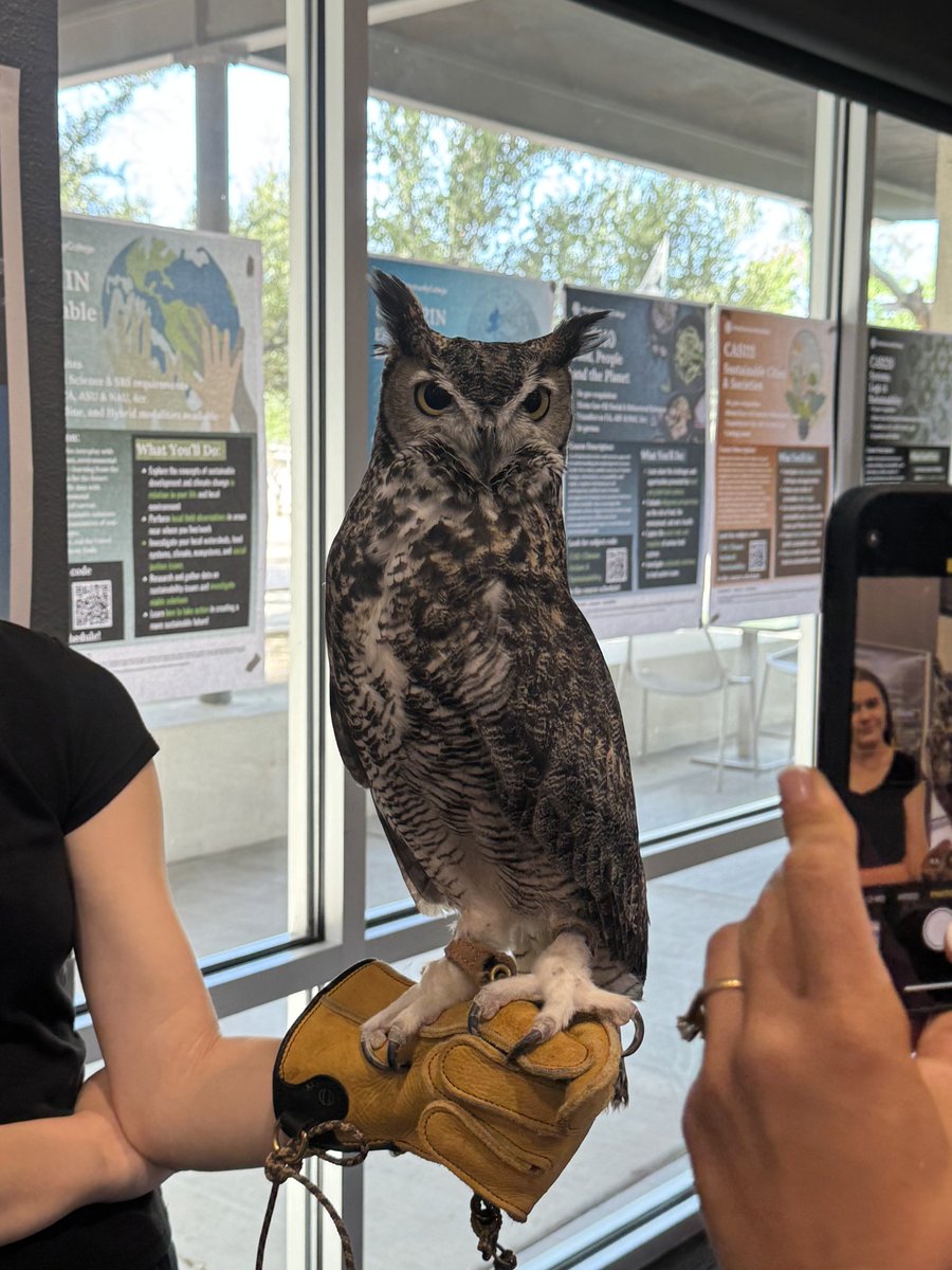 Mewtailv2's tweet photo. @skyyyG2 I've got memory issues and I dont remember you back tbqh it's nice to re-meet you and 
Wow
What a magnificent bird is that an owl
I don't know too much about owls what kind is that? 
I saw these fellas at a school event recently https://t.co/i61bzrd4AU