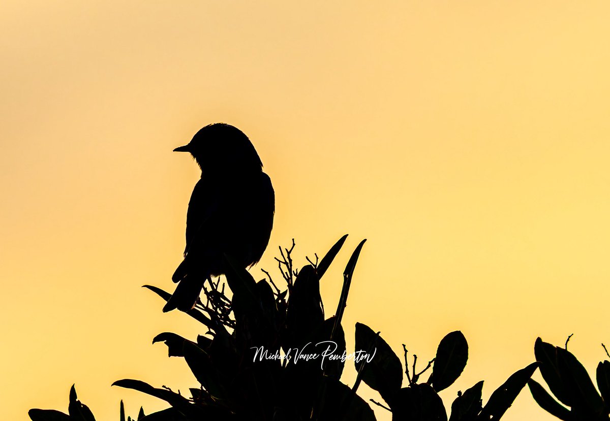 MichaelVancePem's tweet photo. Silhouettes are some of my favorite types of images. https://t.co/hV289RJgmx