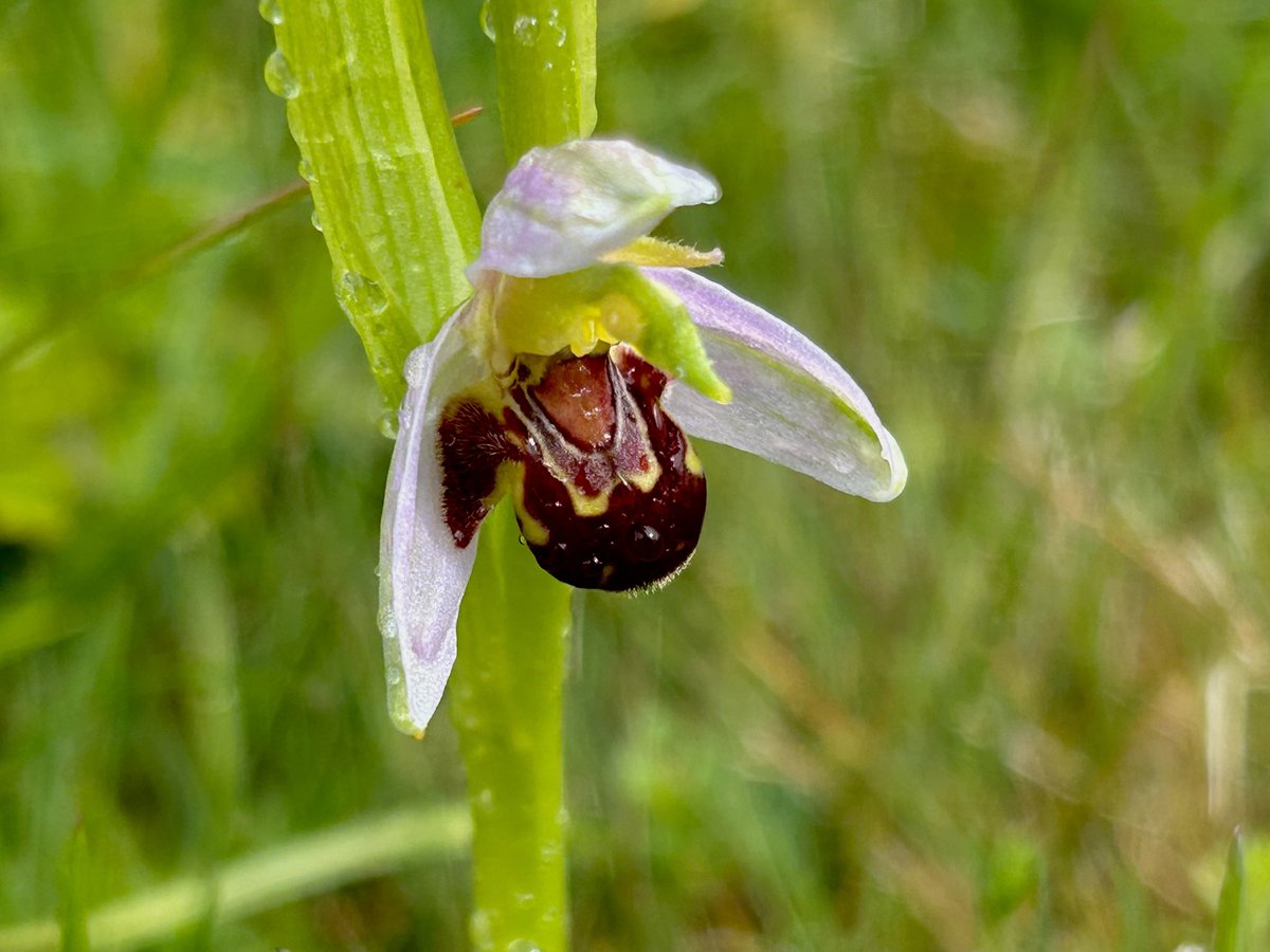 Jane__Ferguson's tweet photo. Our walk today at Priestcliffe, Derbyshire. Common Spotted Orchid, Wall Brown, Bee Orchid, Twayblade, Early Purple Orchid &amp; 2 pair of Redstart. 02/06/2026 https://t.co/zKIsRZ96p3