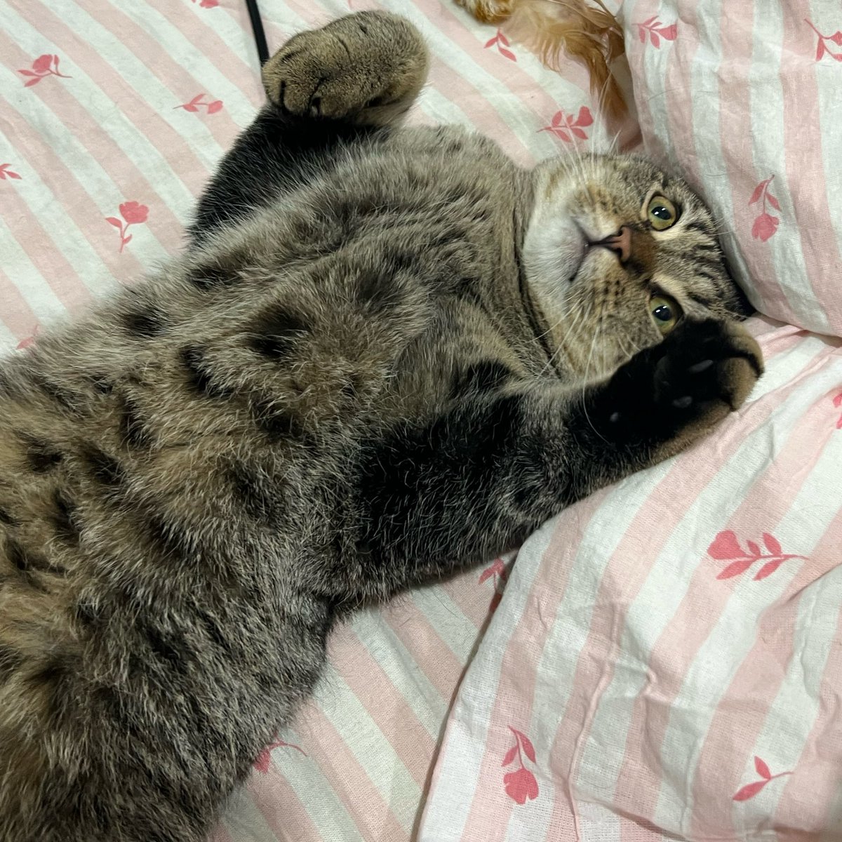 tentecls's tweet photo. немного скумбрии и шоколадно #cat https://t.co/MxJ6juZPJE