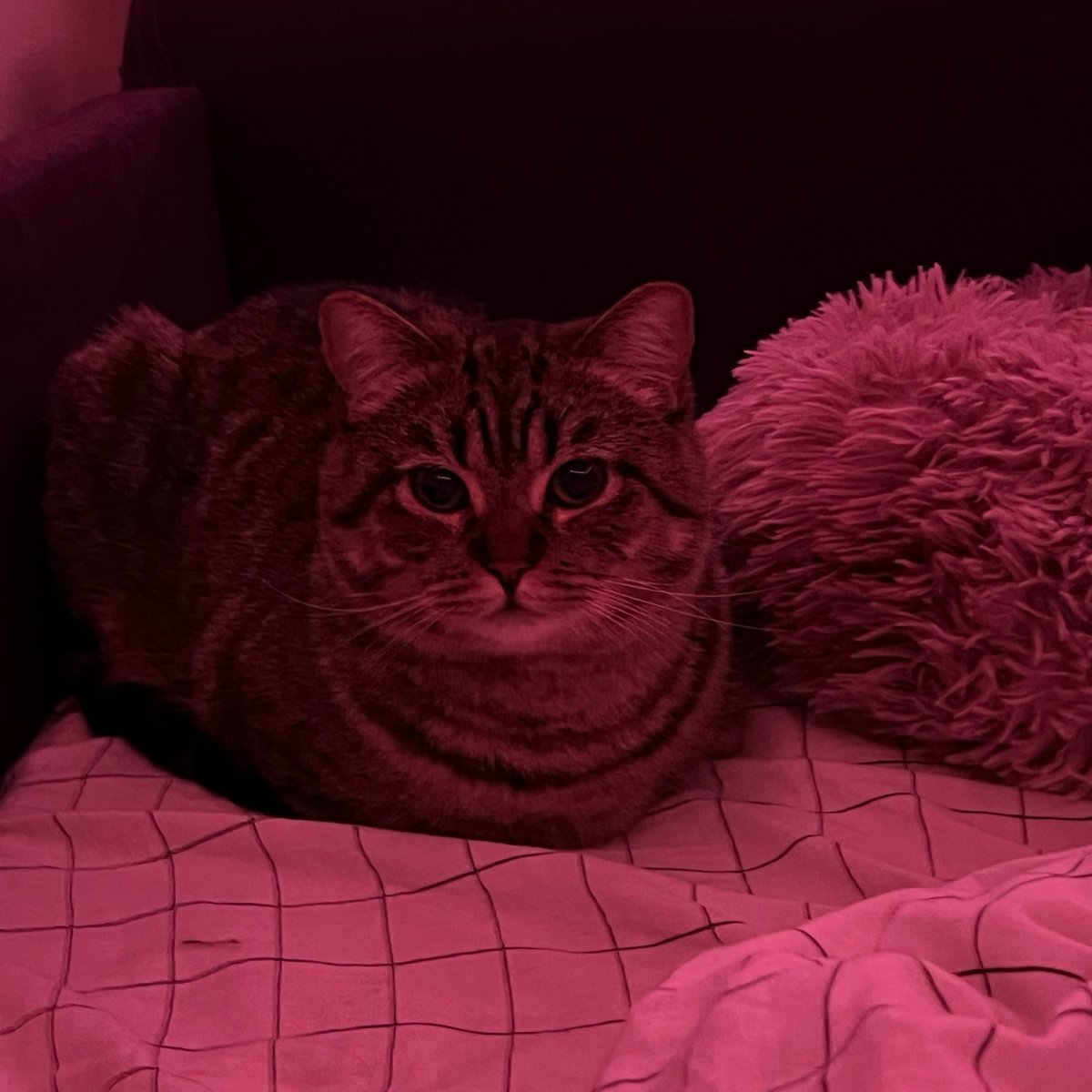 tentecls's tweet photo. немного скумбрии и шоколадно #cat https://t.co/MxJ6juZPJE