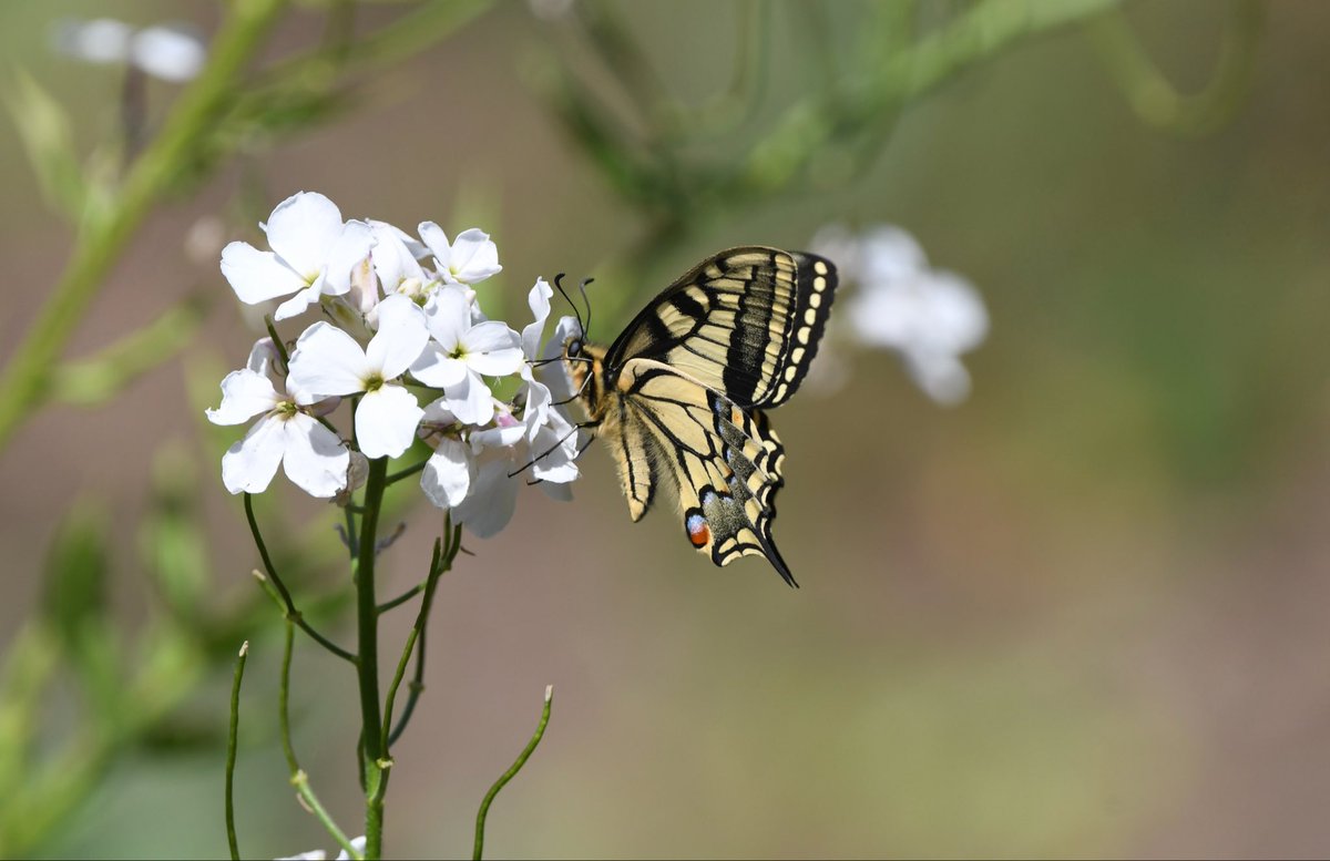DeenaSharp18's tweet photo. Some more photos of the beautiful Swallowtail Butterfly.  These were taken near Strumpshaw Fen in Norfolk. 
@NorfolkWT @RSPB_Strumpshaw @savebutterflies #butterflies https://t.co/Kgkl4Cvg3b