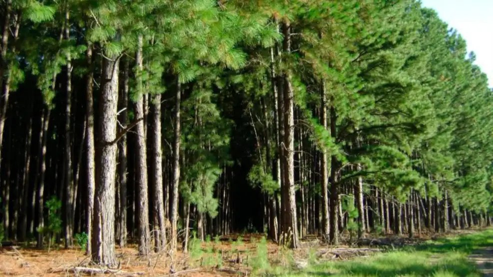 rontribunal's tweet photo. El monocultivo forestal al banquillo: Un tribunal internacional declaró que el modelo forestal que se implementa en la provincia de Corrientes con la plantación de pinos y eucaliptos constituye un "ecocidio"

✍️@EnriqueViale y @renata_nich para @perfilcom: https://t.co/BWZ4xsPTvd https://t.co/gcEFQvQcJR
