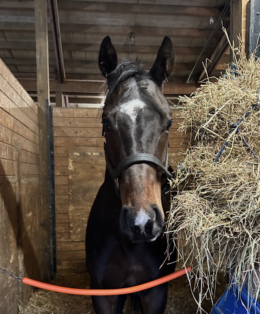 Ultrachamps's tweet photo. UCR homebred My Brothers Angel returns to action in tonight’s 5th race at Mountaineer. Good luck and safe trips to all! #UCR #MyBrothersAngel #WVBred #UCRHomebred https://t.co/HOQDt5u4Xi