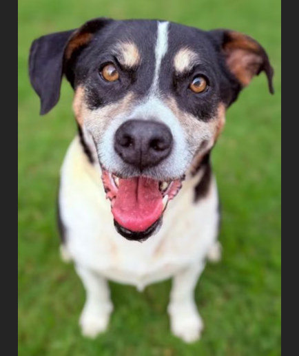 HollywoodDogs's tweet photo. Luke, a 9-year-old HW+ Hound mix at a full shelter in #Gainesville, #GA, is in IMMEDIATE need of adoption, a foster home, or rescue https://t.co/sm44GLGWuQ #URGENT #Hound #SeniorDog #AdoptableDogofDay 🐶 https://t.co/HPgypYPtu1