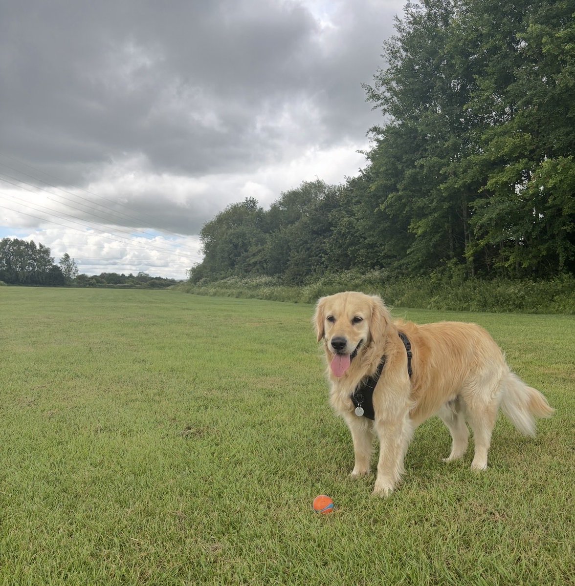 PolarSaurusRex's tweet photo. Cloud is 5 years old today https://t.co/jy1brNyX7f