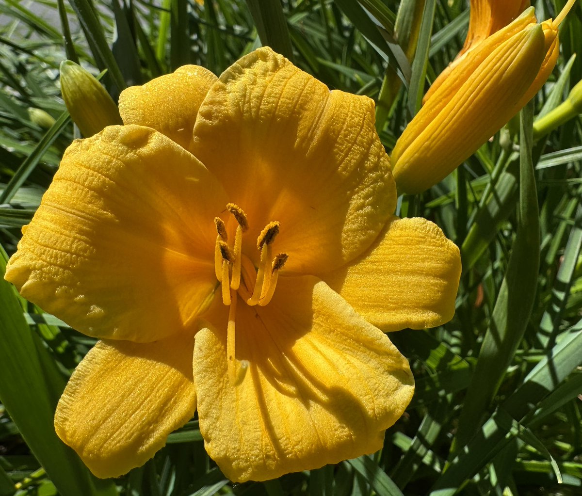 chickebabe3's tweet photo. Yellow Daylily…
💛💚💚💛💚💚💛 https://t.co/EG0dF64Cee
