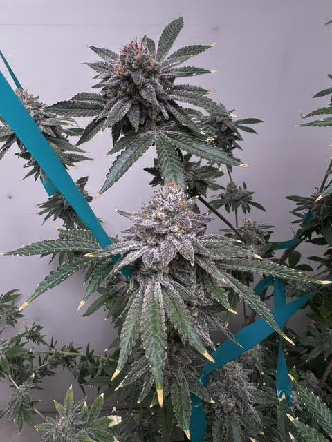 DCSeedExchange's tweet photo. 📸 Customer shoutout! Check out the absolute frost on this Motor City Cream by Brisco Bargain Beans.

This elite F1 cross (Clearwater’s Creamsicle #4 x Ethos’ Big Detroit Energy) is an easy-growing, massive producer that absolutely stacks heavy, resin-drenched nugs. ❄️⚡

👇 Shop Brisco gear: https://t.co/2Rdzws4Llp

#briscobargainbeans #motorcitycream #clearwatergenetics #ethosgenetics #growyourown #cannabiscommunity #homegrown #frostynugs #weedpics #craftgenetics