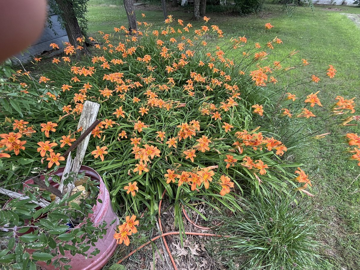 BigA7508's tweet photo. “Fart Blossoms” aka Tiger Lilies are in bloom out by the garden . They attract local pollinators like butterflies and bees. They’ve been growing right there for over 30 years. 
#GardenOn #GrowYourOwn https://t.co/hcODAIA8dw