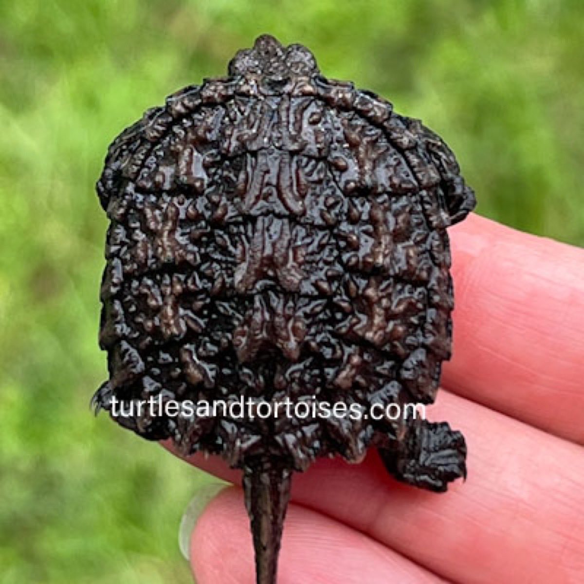JayFrewer's tweet photo. Florida Snapping Turtles (Chelydra serpentina osceola)
.
.
#FloridaSnappingTurtles #Chelydraserpentinaosceola #photooftheday #turtlesandtortoisesinc https://t.co/Drc3qQVCC1