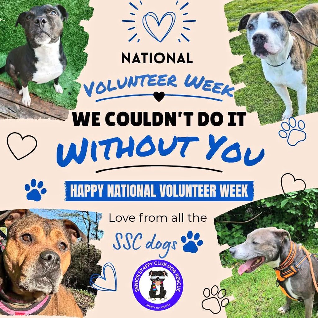 SeniorStaffy's tweet photo. Not forgetting our Trustees &amp; Committee members too!
Everyone does their bit,pulls together with the same aim of rescuing &amp; rehoming our Seniors❤️
Team work makes the dream work,we couldn't do what we do without you all.
THANK YOU!!
https://t.co/qYmQ0zmM63 #nationalvolunteerweek https://t.co/n7EBwC2iVn