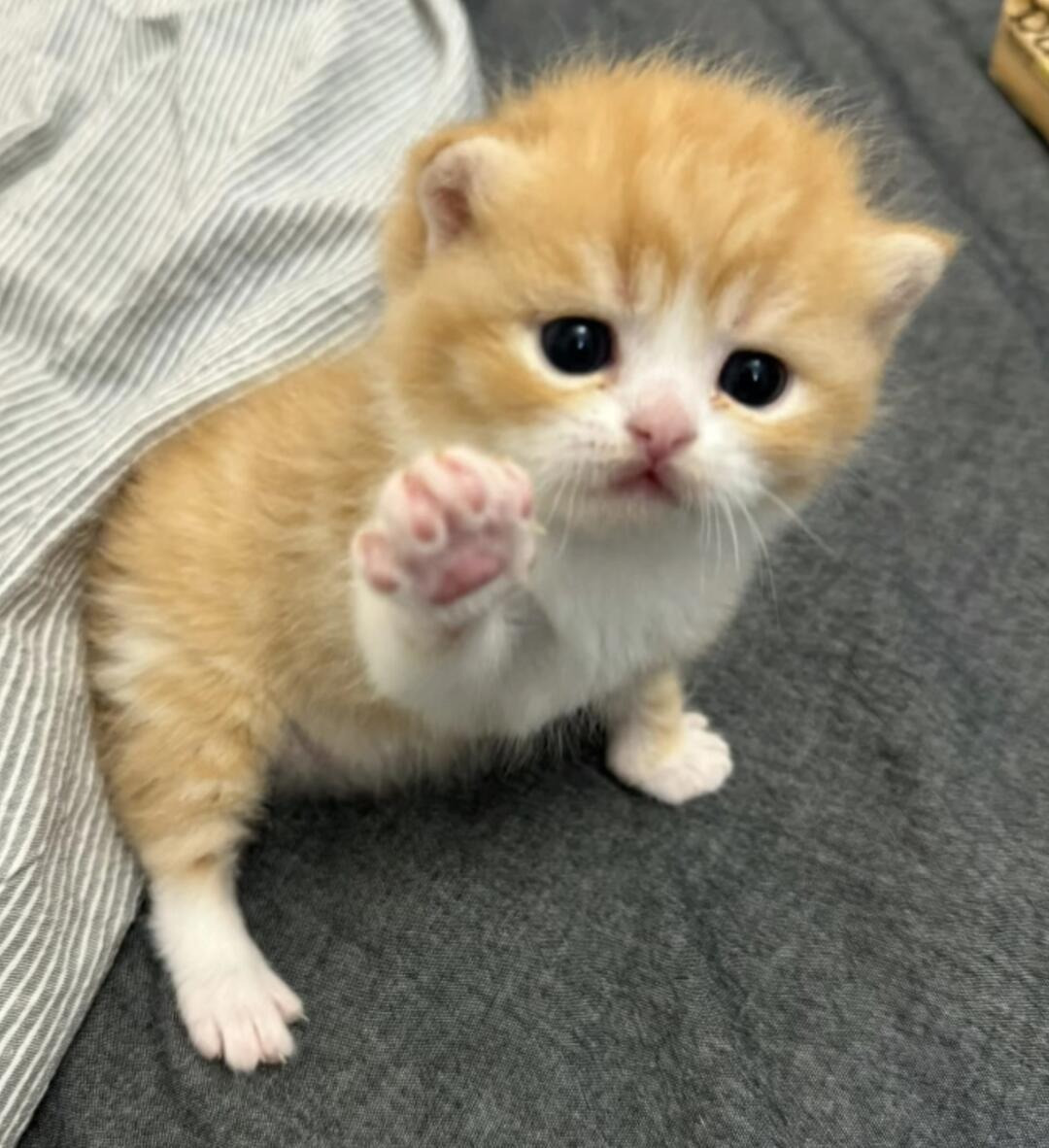 Cutekittycats_'s tweet photo. https://t.co/c24DrbNBtd