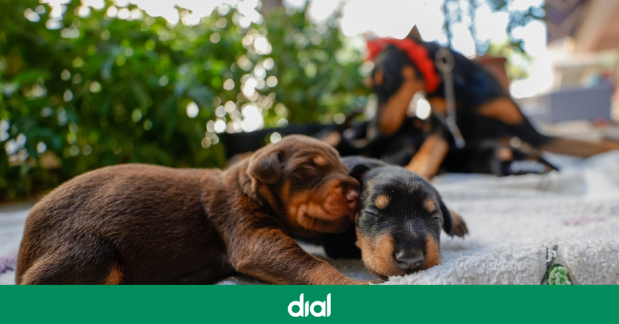 Cadena_Dial's tweet photo. ¿Tu perro mueve las patitas al dormir? La ciencia confirma que sueña contigo (y con vuestros paseos) 

➡️ Descúbrelo en nuestra web https://t.co/inpVNE3jfl
