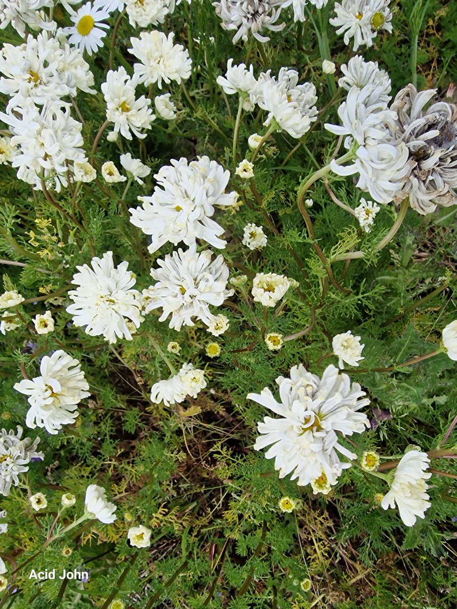 JohnAcid's tweet photo. On my Flamborough to Bempton Cliffs walk I noticed this aberrant plant of some type of Mayweed approximately two inches across growing in a field sown for wild bird seed. Can anyone say what it is? @BSBIbotany https://t.co/gMY3Xfh9QL