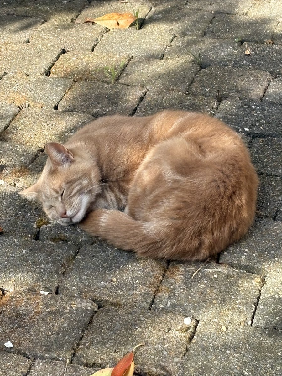 HelgaHF's tweet photo. @DieTukkerfries De buurtkat 😊 https://t.co/0EQoTJW1zU