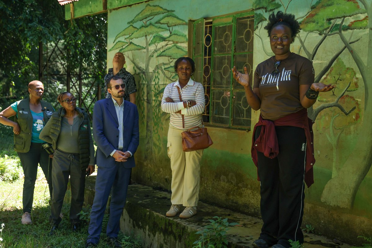 WangariMaathai's tweet photo. Journalist, fellow, and forager! 🍄 Today in Kakamega, partners exchanged insights with Nelly Madegwa, an AWJP Fellow &amp; freelance journalist. She shared her indigenous knowledge on sustainable mushroom foraging &amp; its impact on local women's livelihoods.  
#KakamegaForestLink https://t.co/RvhVeolYWN