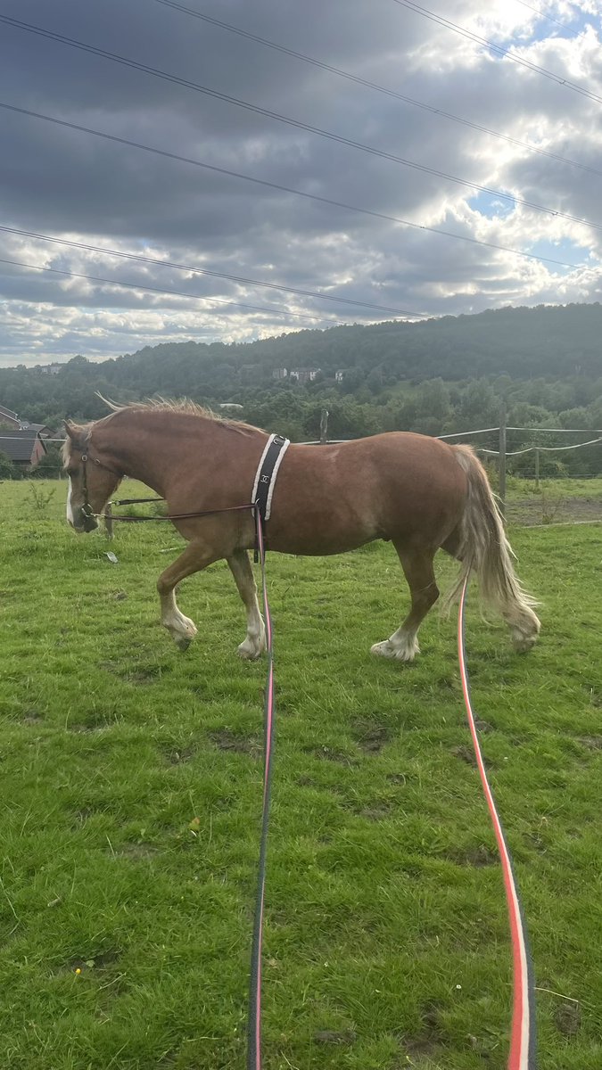KOB941's tweet photo. Oh my gosh his back is looking terrible! Trying to muscle up and build some topline. Hoping it’ll balance him out a bit. Was told he’s long in the back. He’s just turned 7 https://t.co/0I6RnSxIRn