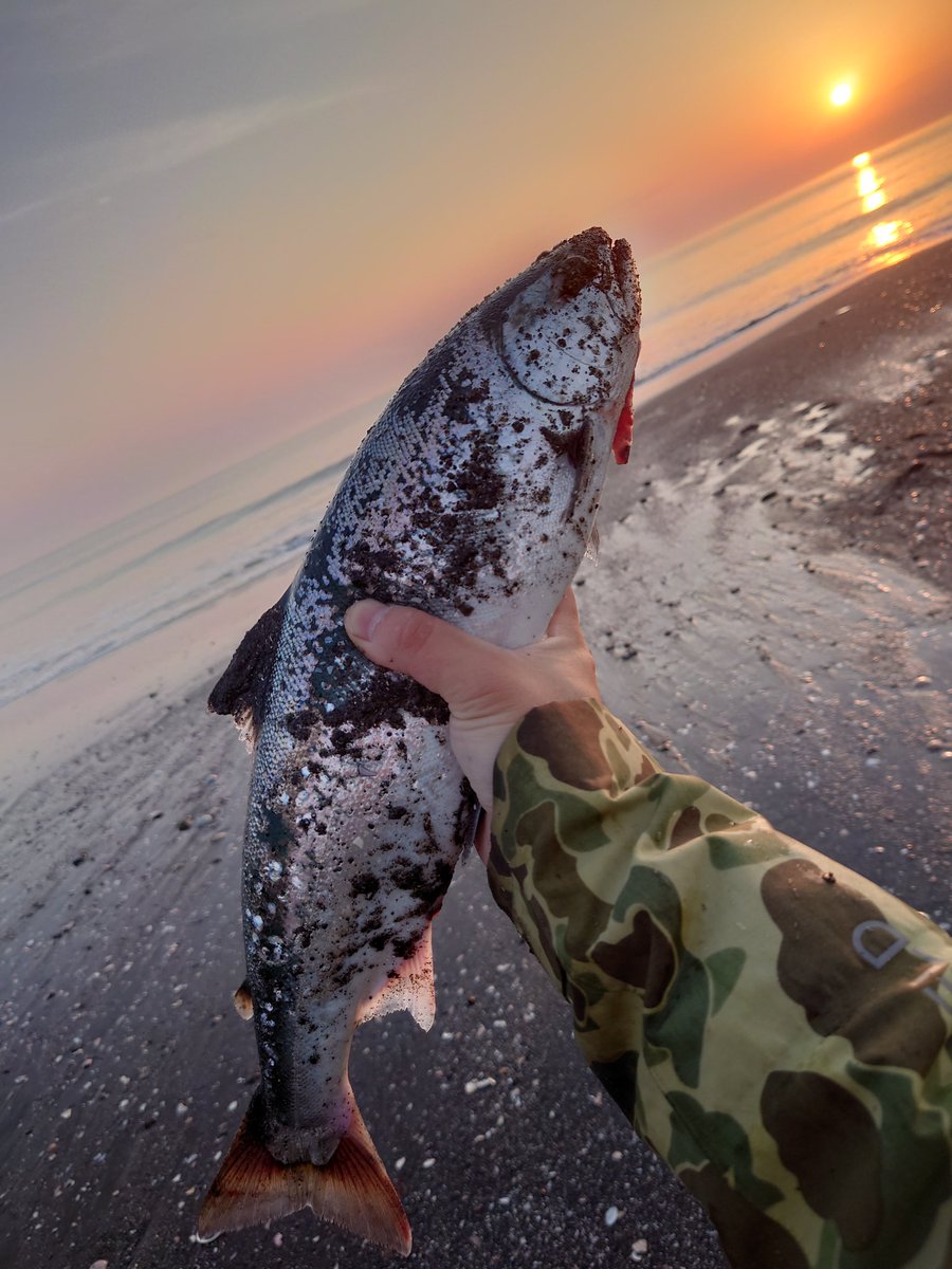 K67700442's tweet photo. 今日も昨日と同じサーフへ朝活🎣
2バラシ💦2キャッチ👍
朝イチ最後のひと波でってとこでバレて
悔しかったけど後が続いたので良かった🤩
こんな日初めてでした！ https://t.co/O3jvhz9QuL
