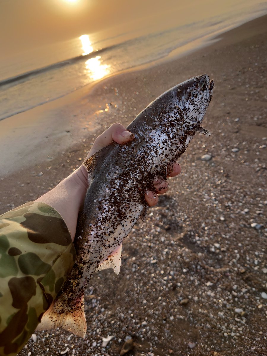 K67700442's tweet photo. 今日も昨日と同じサーフへ朝活🎣
2バラシ💦2キャッチ👍
朝イチ最後のひと波でってとこでバレて
悔しかったけど後が続いたので良かった🤩
こんな日初めてでした！ https://t.co/O3jvhz9QuL