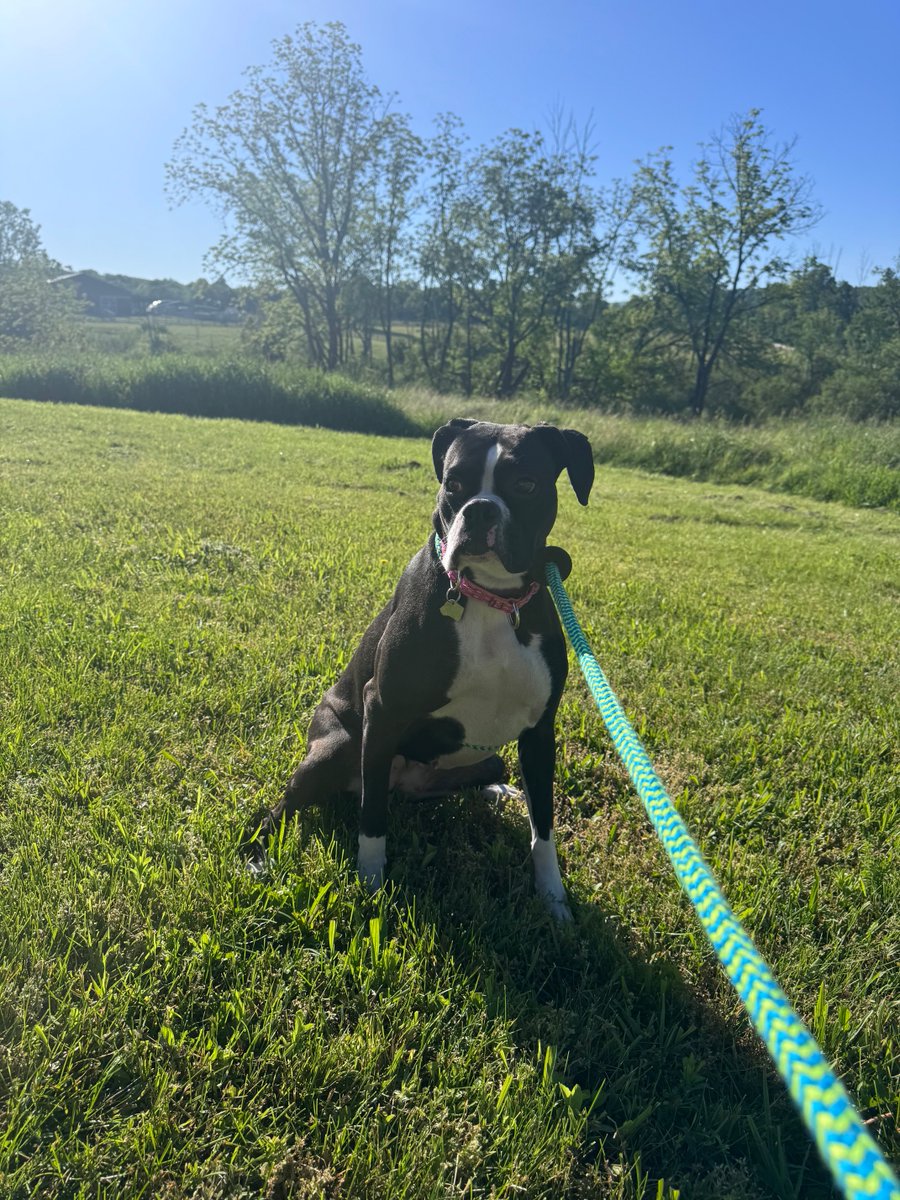 adopt_boxer's tweet photo. Betty is a gorgeous girl who isn’t getting along with the 6 small dogs in her home. She is in need of a foster or adopter . She’s in the Williamsport area of Pa . She needs a secure fenced yard on a leash and a male dog. She’s scared of life.#help #boxerdogs #fosterme #adoptme https://t.co/YpofKP0pGe