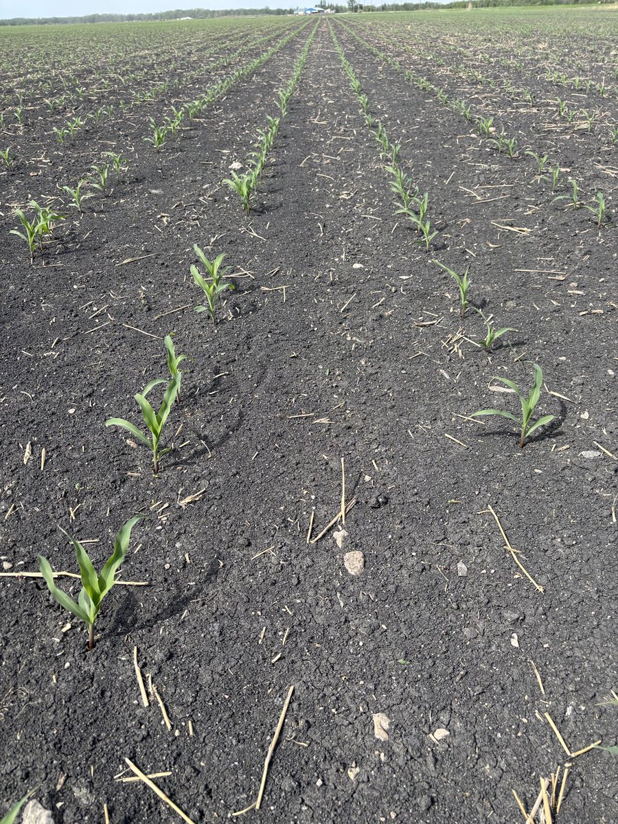 StableNmbmd's tweet photo. You know why I recommend Xtend and roundup Transorb before the corn comes out of the ground? That’s why! #scout2026 https://t.co/XxFx1Xy8wH