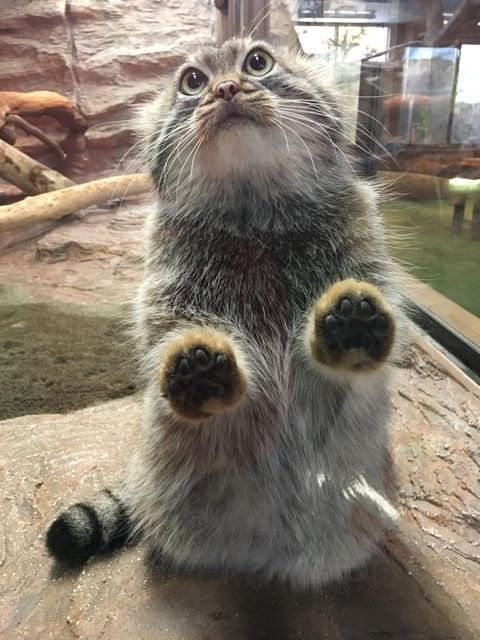 minitosuncukk's tweet photo. i love manul paws so much #manulcat https://t.co/04UdNzQ2Jc