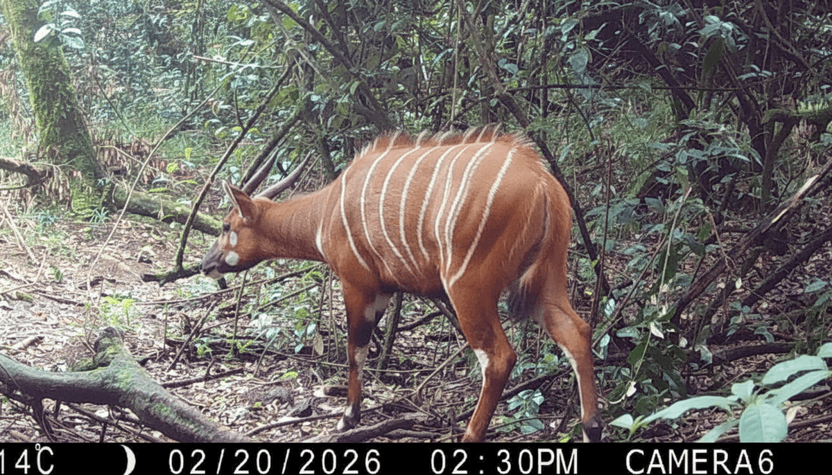wirelingo's tweet photo. 🌍 '絶滅危惧種' (zetsumetsu kigushū) is a phrase we all need to learn. Why? Because these 'critically endangered species' are the treasures we're striving to protect.  
🎥 New camera images reveal the rare mountain bongo is making a comeback in Kenya!  
👉 Discover the story and learn how language can connect us to global conservation efforts.  
🇫🇷🇩🇪🇯🇵🇨🇳🇪🇸 | advanced+

Learn More: https://t.co/vnUXZr9VDi