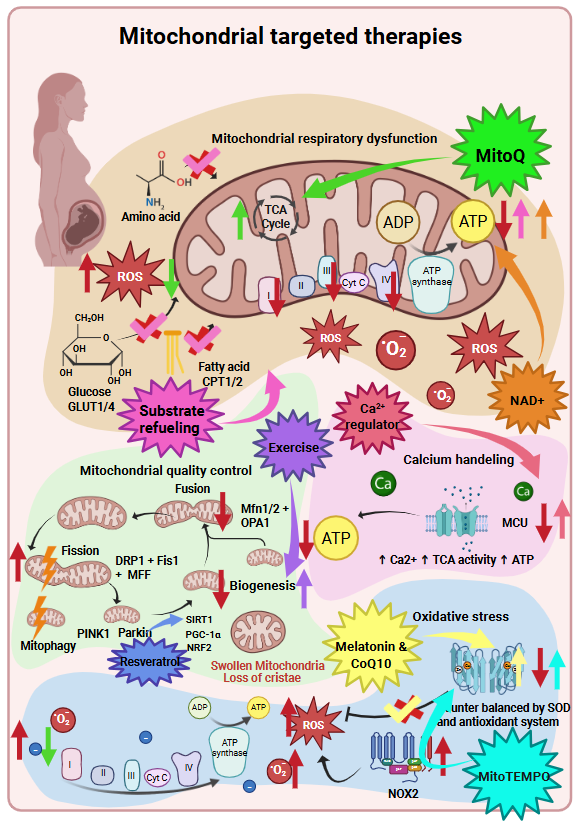 ajpheartcirc's tweet photo. Check out today's #ArticleinPress, A perinatal approach for unravelling mitochondrial function in preeclampsia and fetal growth restriction: a role for #mitochondrial targeted #therapies (Myrthe Brink et al.):
https://t.co/18PU87UyYj https://t.co/FOMctSA8UM