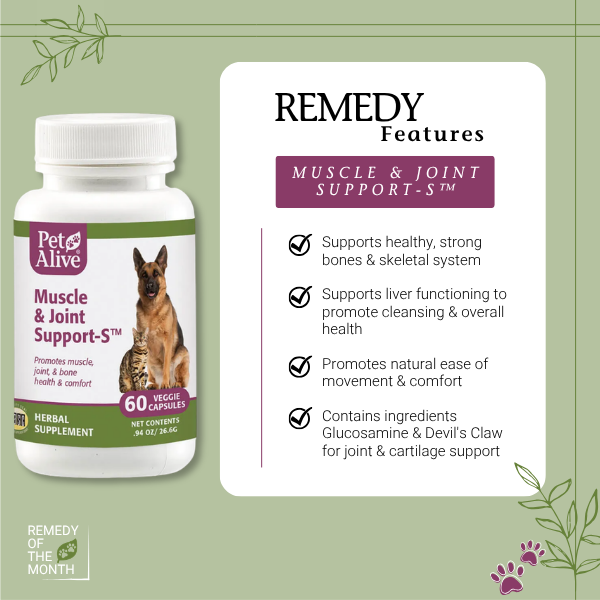 PetAlive's tweet photo. 🐾 Subtle changes in movement can be early signs your pet may need extra joint support.
Muscle &amp; Joint Support-S helps support healthy mobility, flexibility, and everyday comfort so pets can keep doing what they love 💚 https://t.co/q23J7iAu18