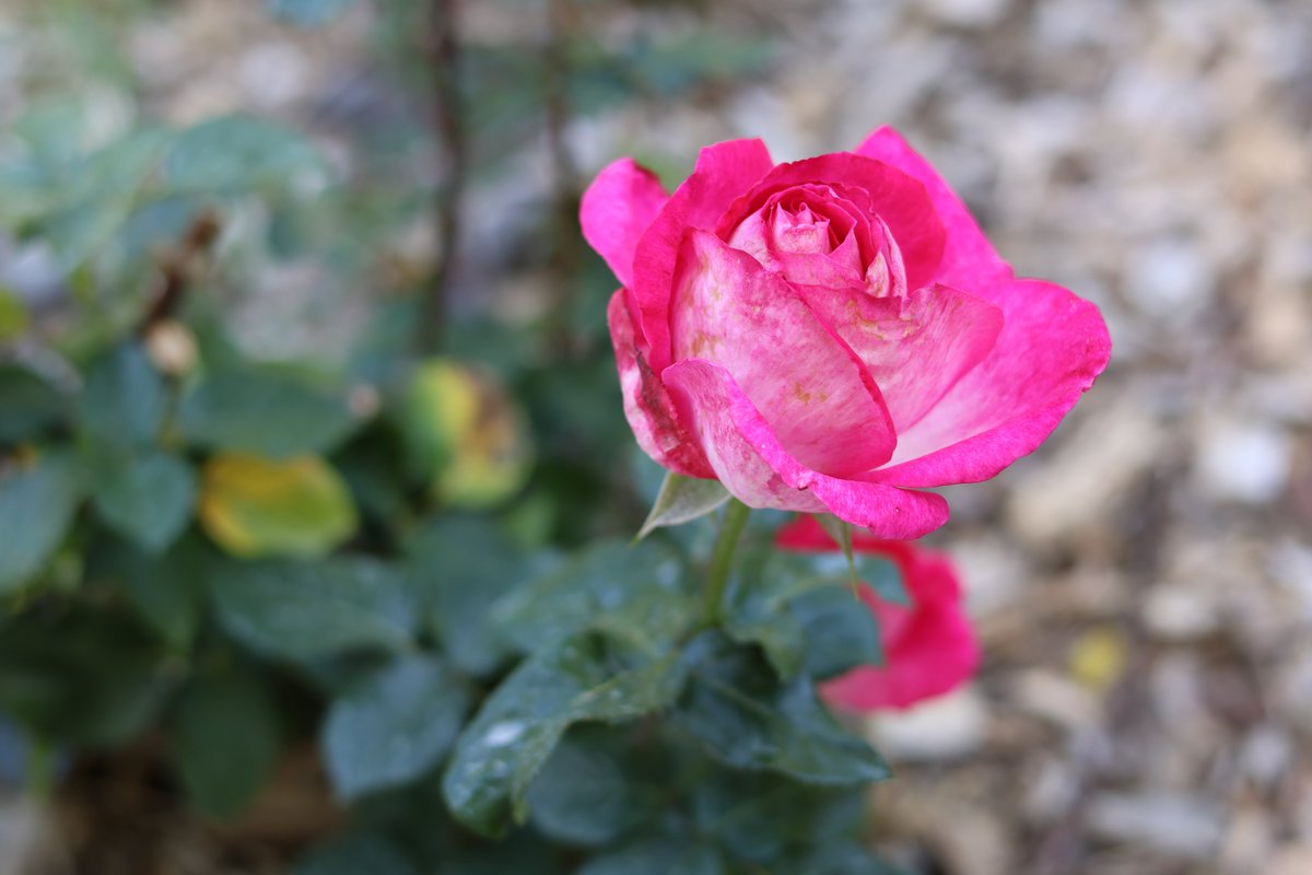 TMNKGardens's tweet photo. Close up macro shot of a vibrant pink Miss Congeniality rose with white and cream-colored inner petals. The flower is captured in mid-bloom, showcasing its delicate layers and fresh green sepals against a soft, out-of-focus garden background. https://t.co/Sv04E4kkSF