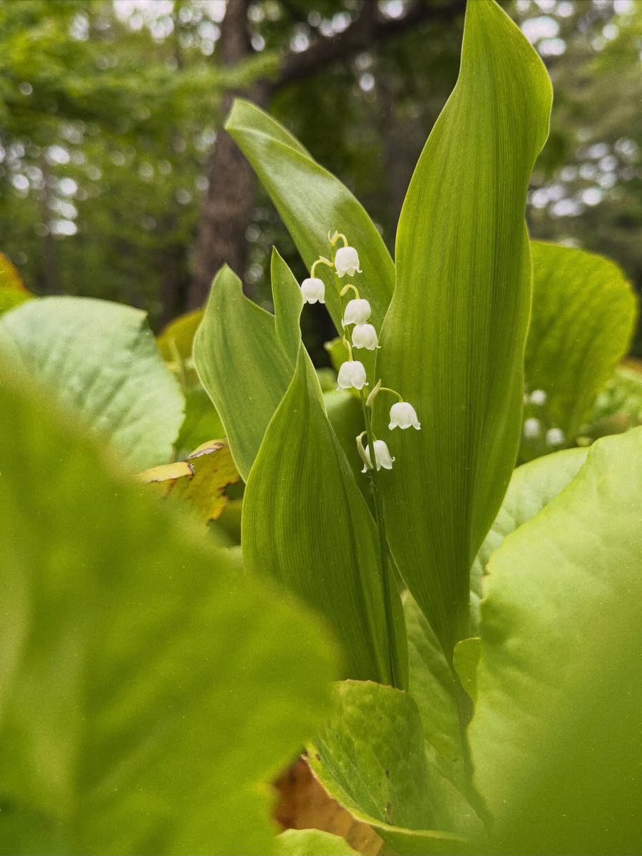 MissOneilUpdate's tweet photo. 🫶🏼

sweet surprise to see so much Lily of the Valley in bloom.

—Melissa O’Neil via Instagram https://t.co/r4MmSARiQY