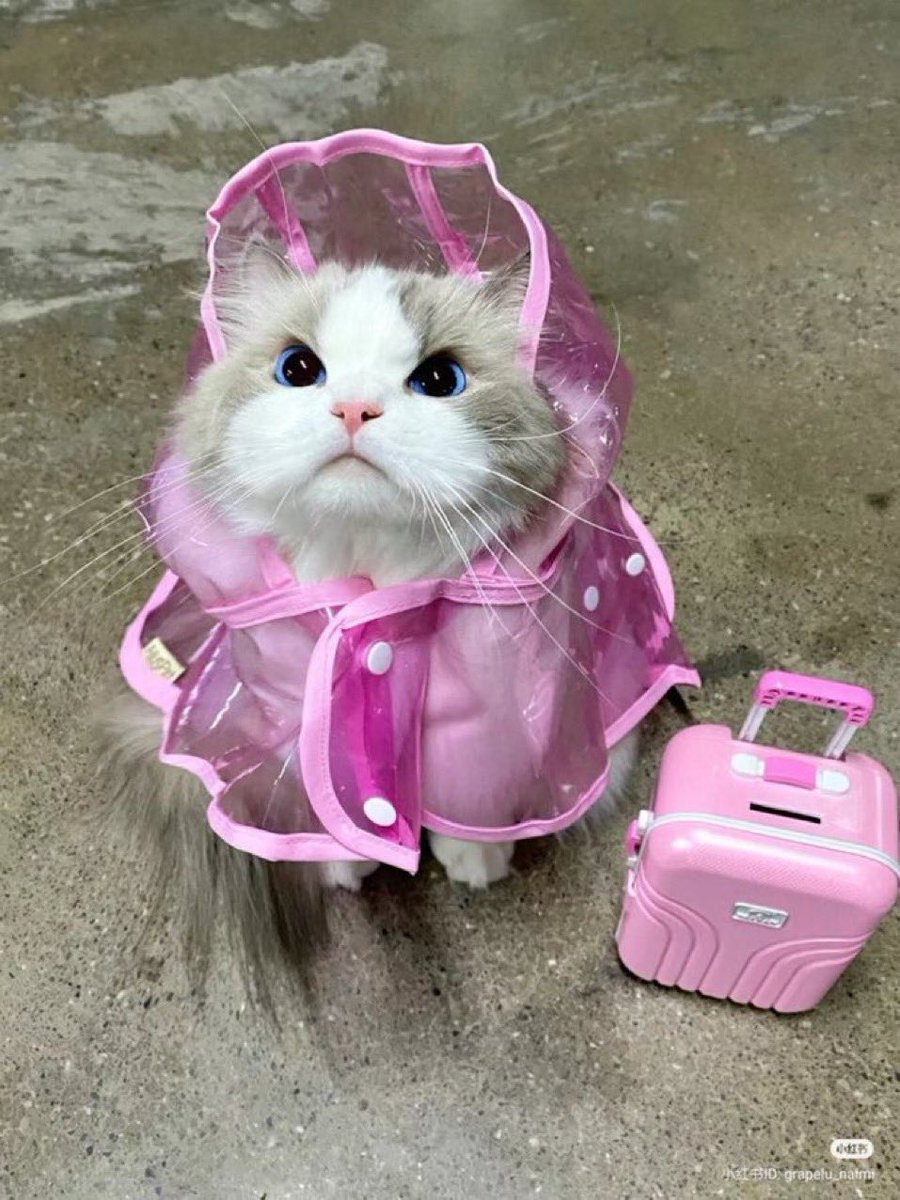 nobubu913's tweet photo. 皆さん、おはようございまし☔️

台風の水曜日🌀☔️
本日の東京の予想最高気温は22℃、現在20℃

大雨予報です😱
お出掛けの際は足下にはお気をつけて⚠️

楽しい水曜日を過ごしてくださいね♪🌺

今日もよろしくお願いします
(*´꒳`*)ﾉ https://t.co/fCfTr9NfZz
