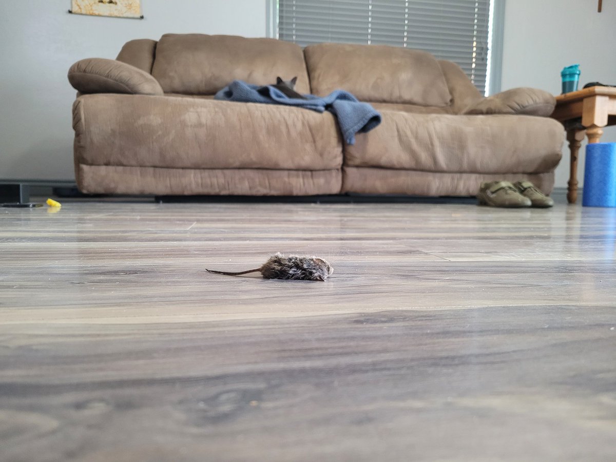 andreafromslc's tweet photo. LC brought me my very own mouse carcass 😻
Thanks, LC! https://t.co/tbdIAduupx