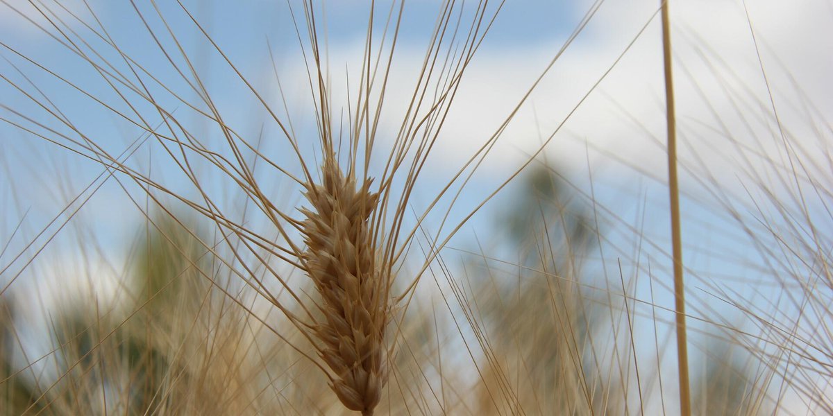 BiovIntCIAT_eng's tweet photo. 🌾✨ What can five grams of seed become? 🔬 From a tiny sample of durum wheat, we reached 3 million farmers in 🇪🇹 Ethiopia and producing around 4.5 million tons of cereals annually🌍🌱
🔎 Discover more: https://t.co/EqFquaUmJQ https://t.co/fn6ggKqNPx