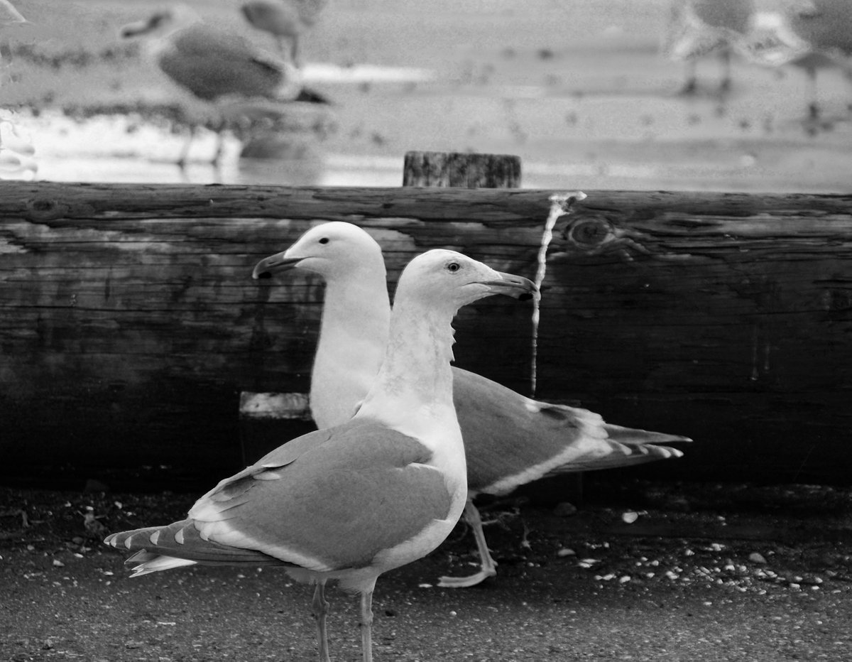3BigBulls's tweet photo. @aHeartSoFull Today's Photo Challenge is SEAGULLS.    Quote it or Share it 👇 Did you know that there are roughly 50 to 55 species of gulls worldwide? In the birding community...

"No. we did not know that". https://t.co/GXramfK4db