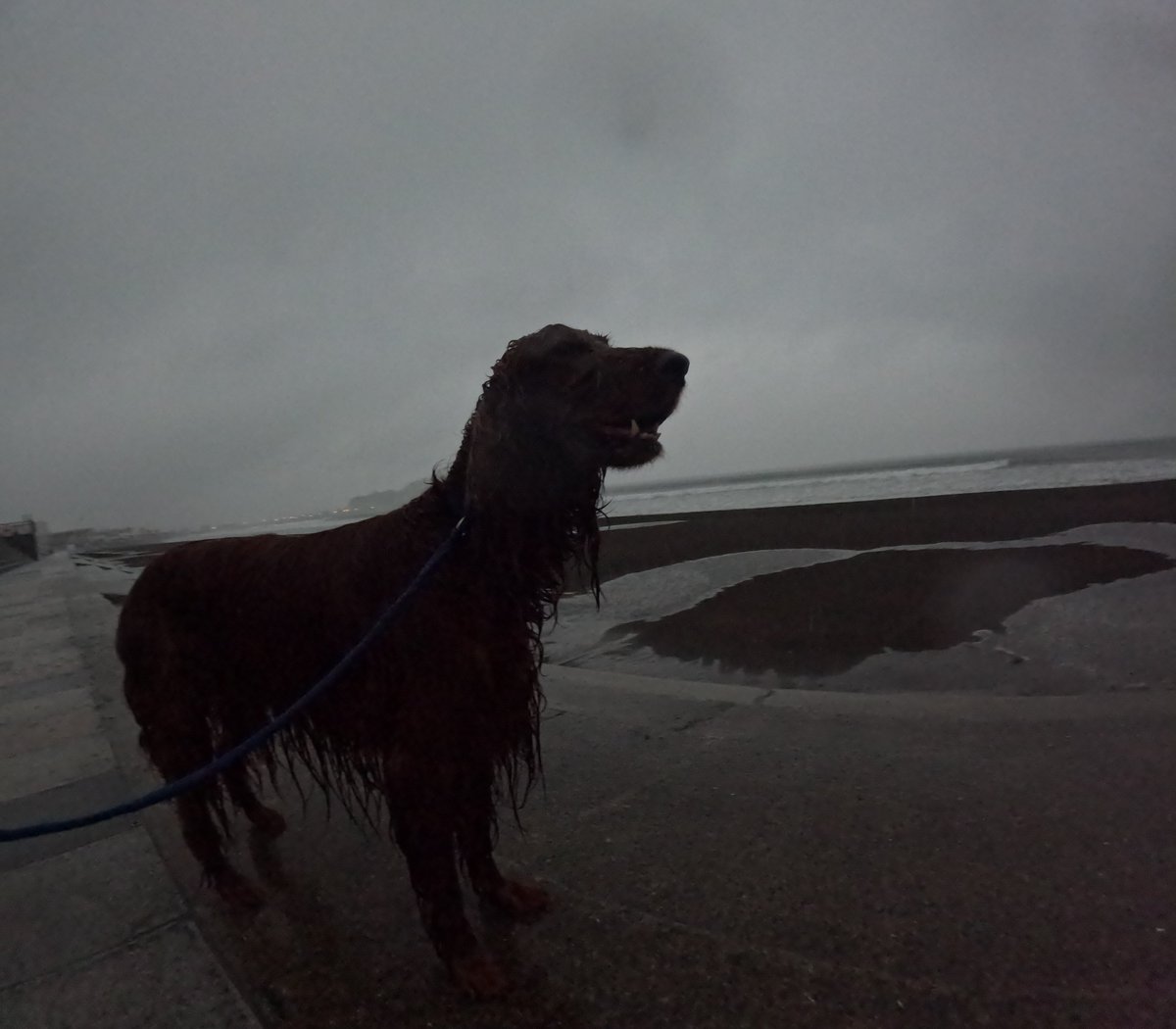 Surfing_Dog's tweet photo. 2026.6.3
雨でもハッピー海遊び♪
#goprodog #hero13black
#goprojp
#goproのある生活
#wavestorm #stormblade
#bambina #アイリッシュセター #irishsetter 
#サーフドッグ #サーフィン犬
#サーファー犬 #ドッグサーフィン
#波乗り犬 https://t.co/eyPJyJYpga