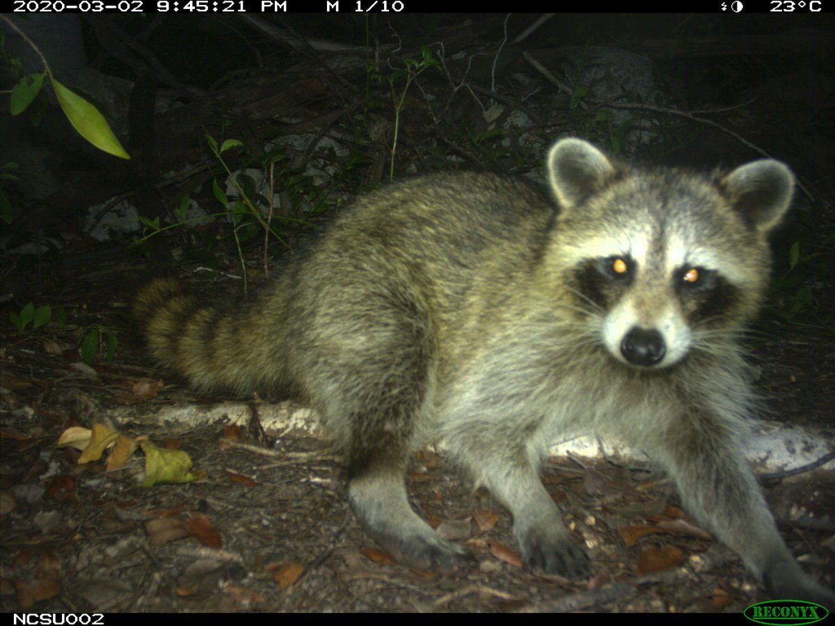 trailcam tweet media