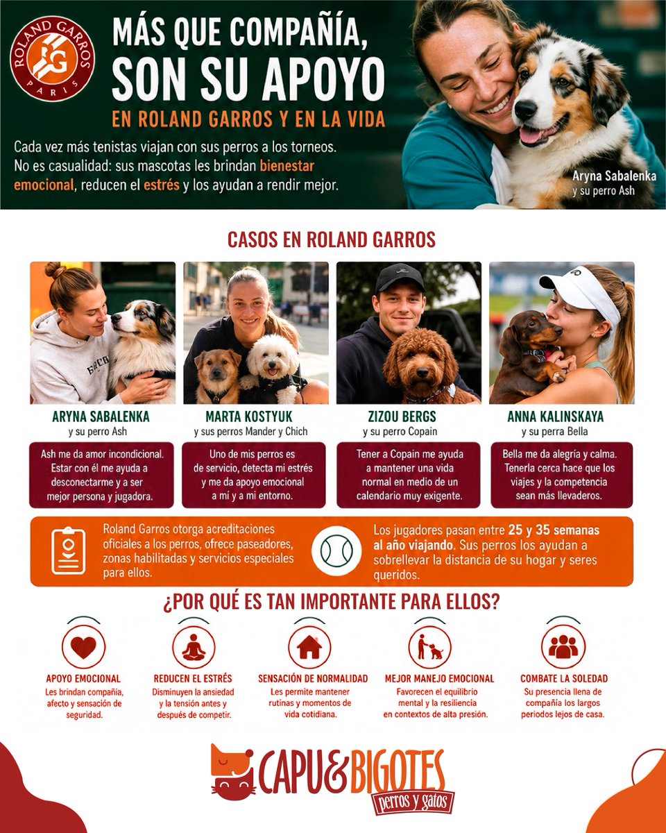 CapuyB's tweet photo. 🎾🐶 #Hoy cada vez más tenistas en @rolandgarros  viajan con sus #perros Porque ayudan a reducir el #estrés, combatir la soledad y mantener el equilibrio emocional durante la competencia ❤️ 

https://t.co/nQzhRZqeYb
#Mundo #Mascotas #Doglovers #Tenis https://t.co/JMO1uaRILq