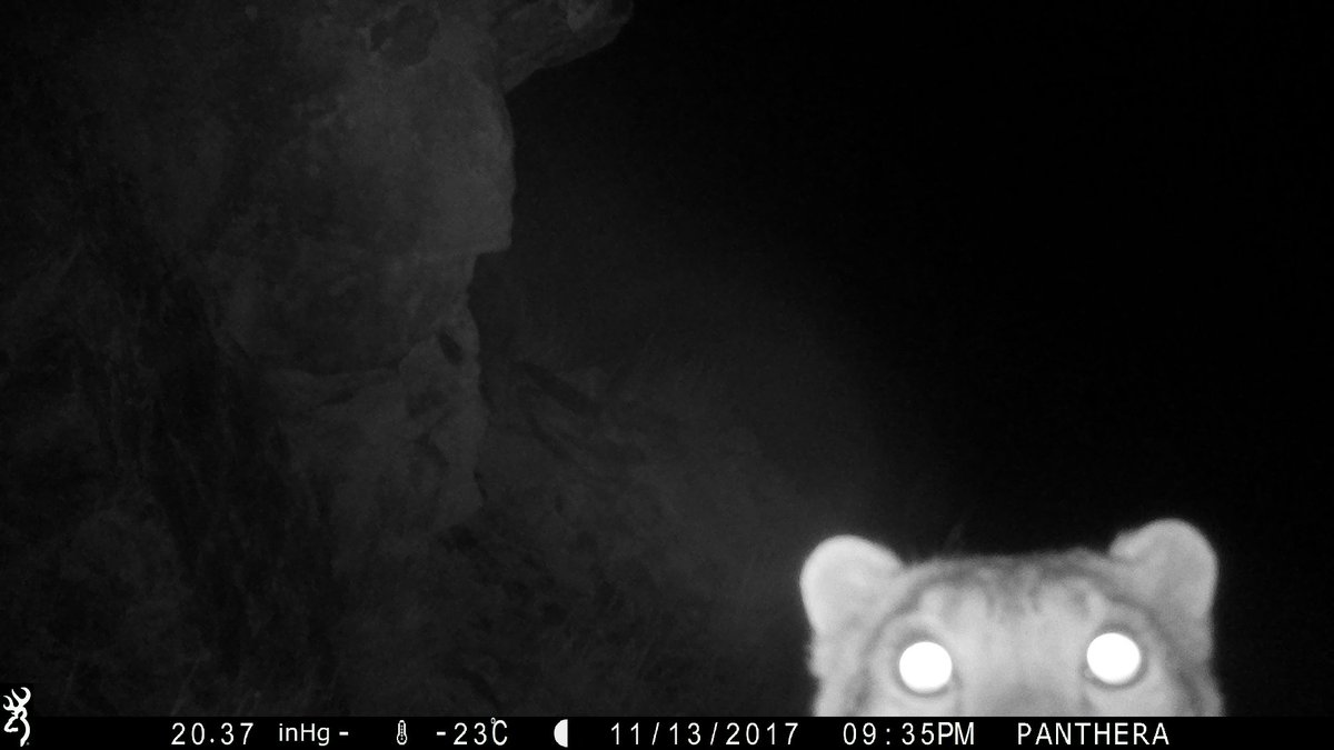 Trail_Cams's tweet photo. https://t.co/QOXOsky1At
