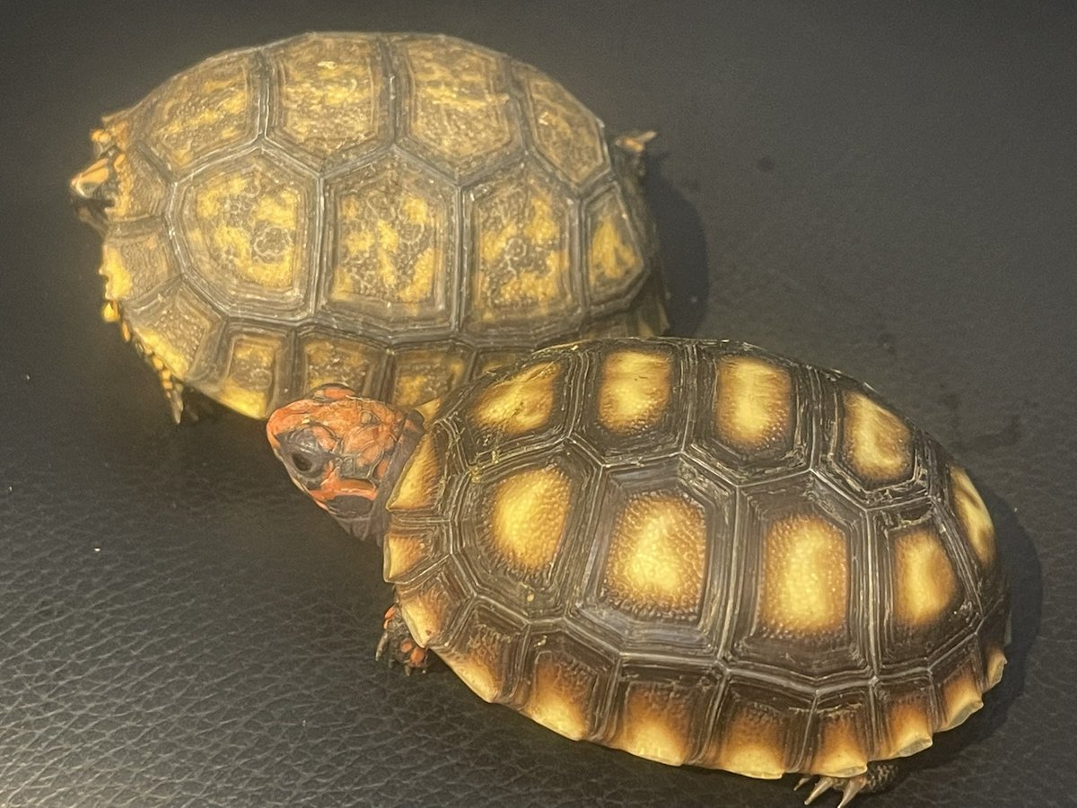 j10091's tweet photo. 🐾アカアシ・キアシ🐾
ブラジリアンドワーフチェリーヘッドアカアシリクガメ🍒キアシリクガメ🐢
共に7cmです♪甲羅の丸み❗️色合い‼️皆さんが好きな子達かと思います❣️ https://t.co/ZIW3zec1BM