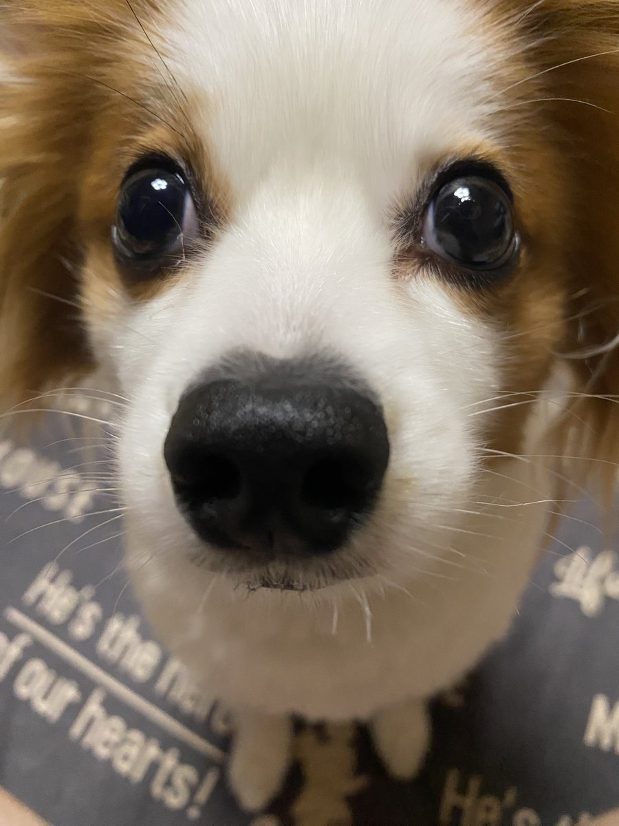 jasuta_'s tweet photo. 🐶 https://t.co/vE2JSqNKW1