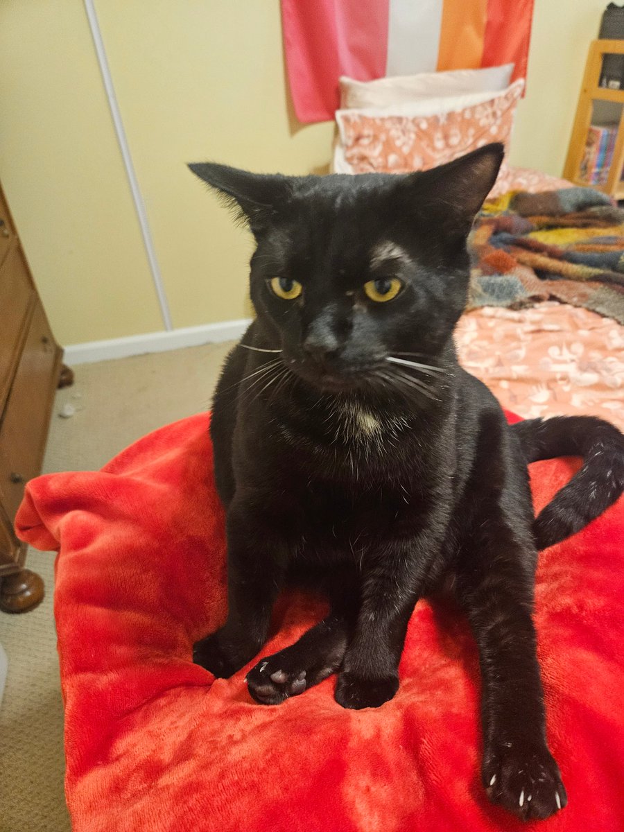 abysshriek's tweet photo. Does anyone know of any good weighted food bowls for cats. Asking because SOMEBODY likes to throw the dry food bowl around https://t.co/fJVPw6QeRn