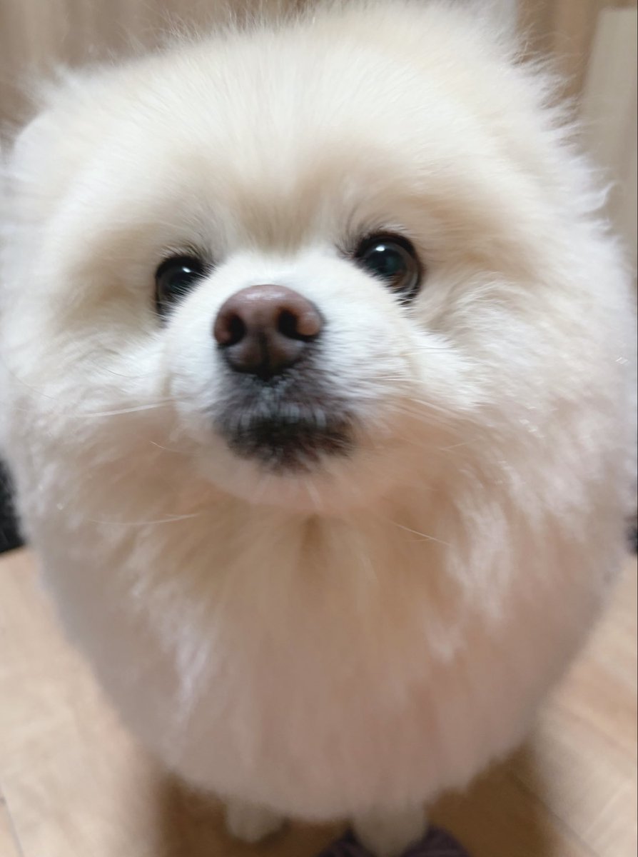 chikuwa78107742's tweet photo. 台風の説明を受ける。

🐻‍❄️「かわとはたけのようすは　みにいかない…おけ　わかた」 https://t.co/lgZ0cfqjzq