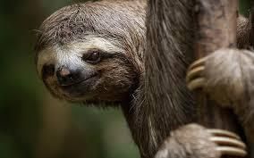 SlothLoversUnit's tweet photo. Would you hug a sloth if you had the chance? Be honest — who’s saying YES with me? 

Follow With Us : Ins :   @slothlife_vibes
                                FB : @slothlifevibe
                             X : @slothlifevibes

#slothslothsloth #slothlife #slothythesloth https://t.co/taGAagEzqk