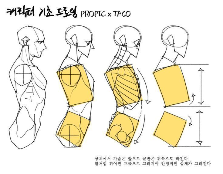 oldmanlux's tweet photo. A simple torso construction guide for drawing more dynamic and natural poses ✍️ https://t.co/nkLpHtYW5d