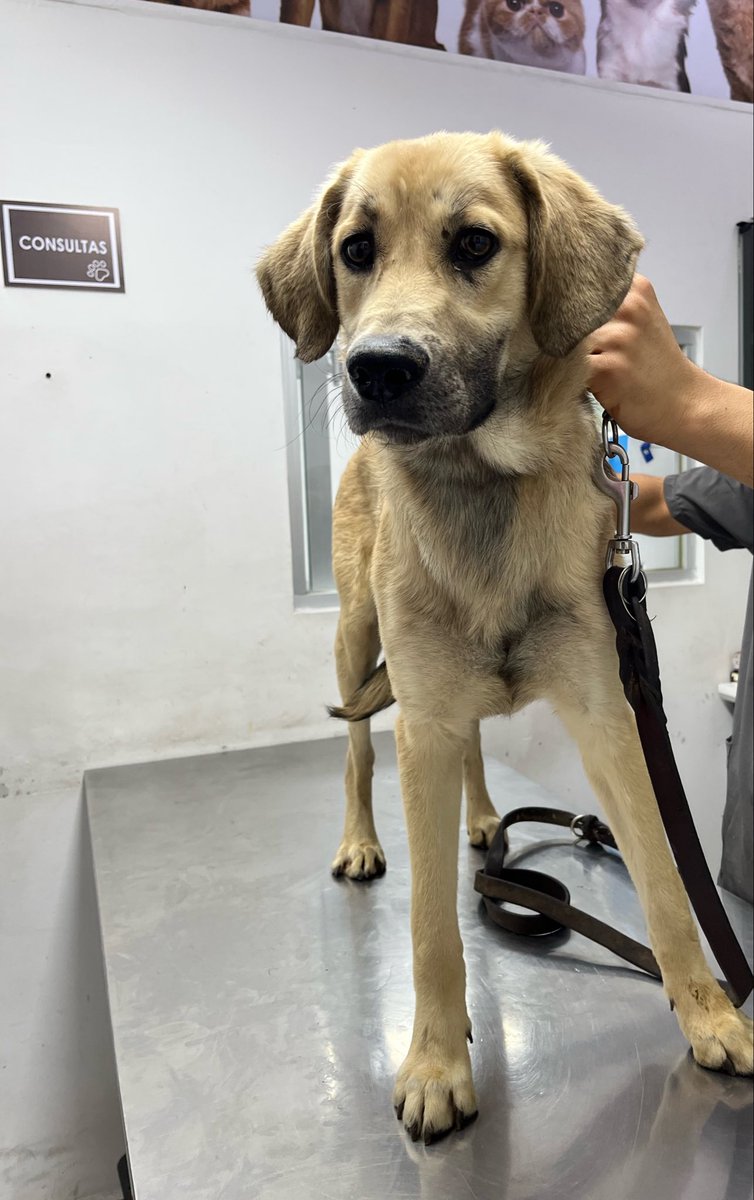 HELA_MORE's tweet photo. Amigos, quizás ya no recuerden a Chuchito. Hace casi dos meses lo rescatamos de una casa donde sufrió un maltrato terrible.

Lamentablemente, debido a todo lo que vivió, Chuchito reaccionaba con miedo y tiraba la mordida, por lo que necesitó tiempo, paciencia y cuidados para sentirse seguro y comenzar a sanar emocionalmente.

Después de este proceso, por fin hoy pudimos llevarlo a vacunarse y desparasitarse. ❤️

Chuchito necesita padrinos que nos ayuden a cubrir el costo de su atención veterinaria.

Cualquier apoyo, por pequeño que sea, hace una gran diferencia en su recuperación. Gracias por ayudarnos a seguir cambiando vidas. 🙏🏼🐾