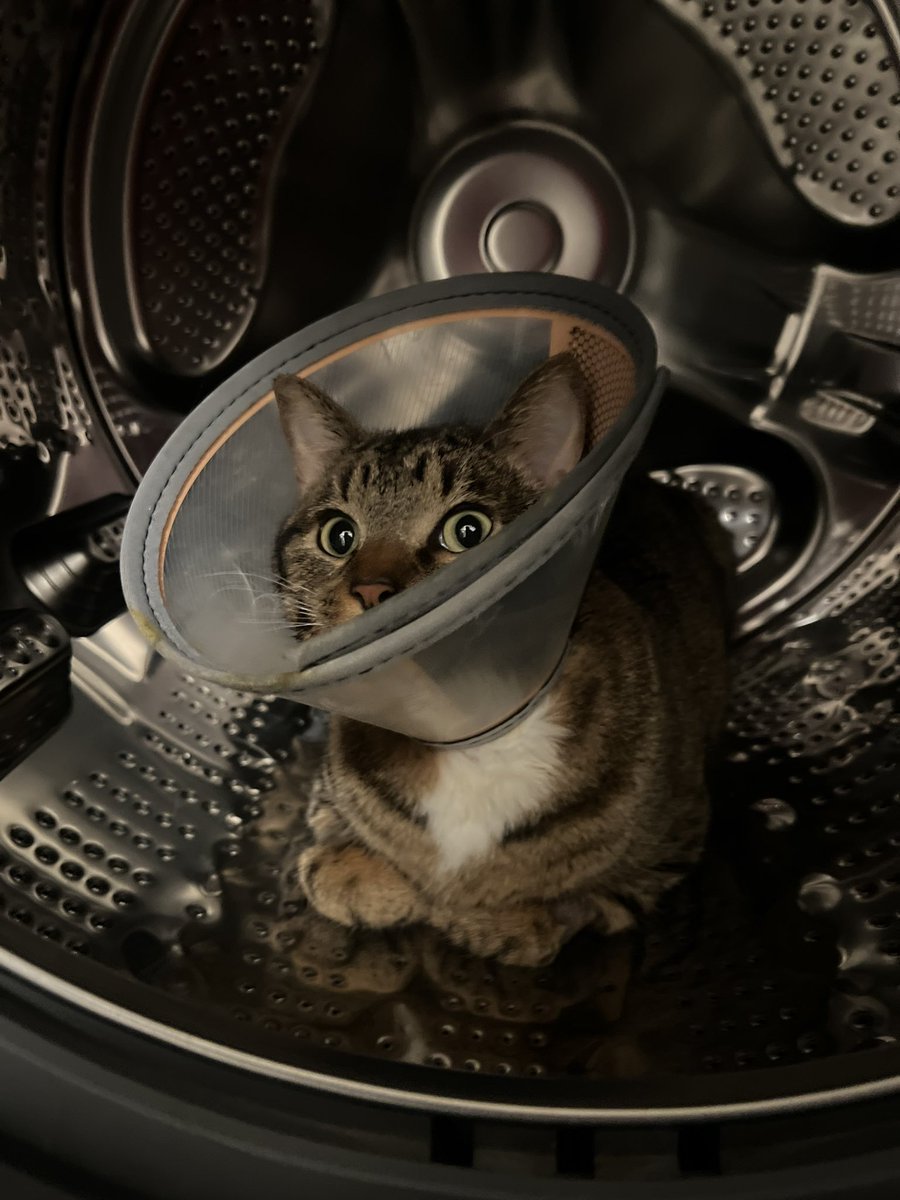 bennieboycat's tweet photo. Hello World I’m 15 minutes old and love my space ship :) https://t.co/ybZAXqV0ah